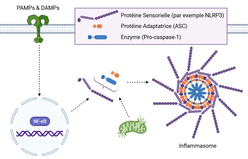 Voie canonique de l'inflammasome