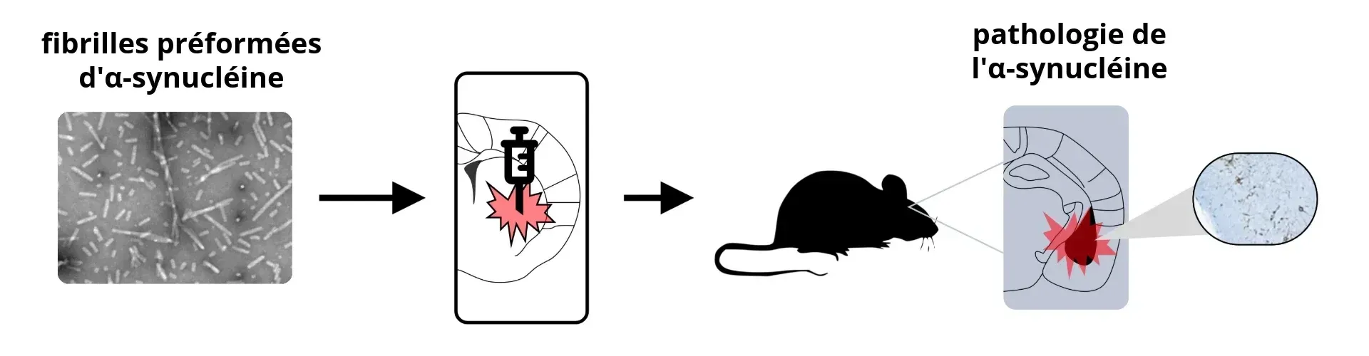 Schéma général pour la création d'un modèle animal PFF synucléine.