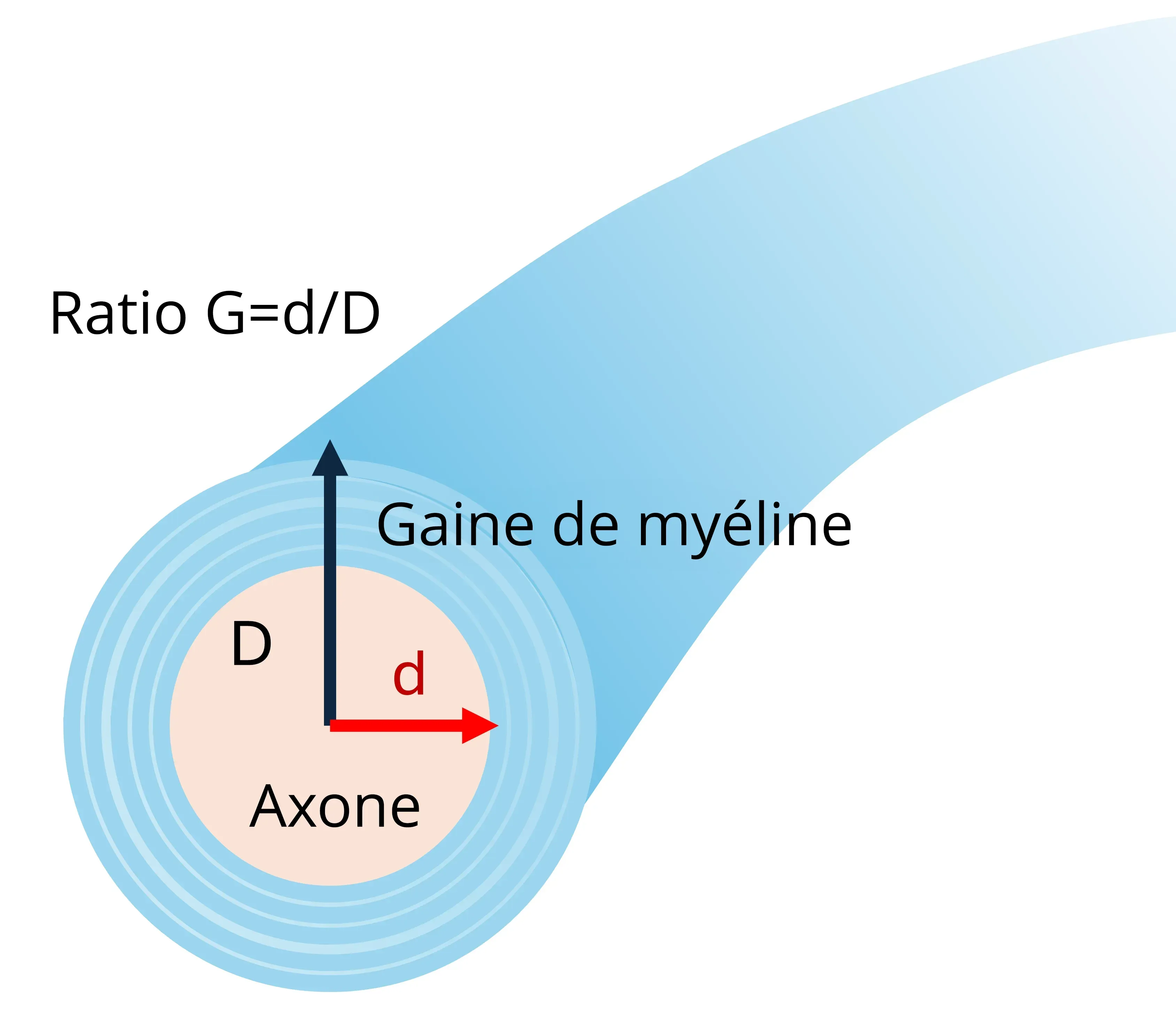 Illustration du calcul du rapport g