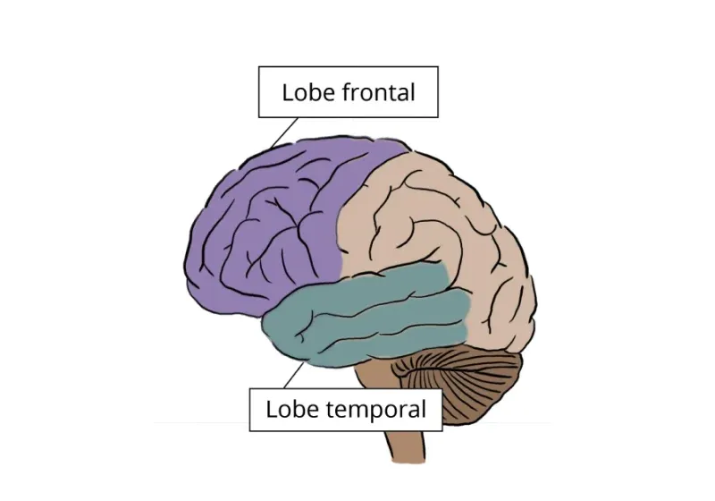 Lobe frontal et lobe temporal du cerveau