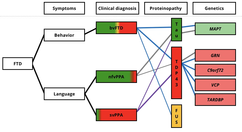 The clinical, pathological, and genetic associations for the three FTD variants.