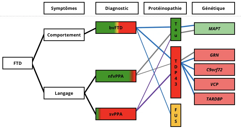 Les associations cliniques, pathologiques et génétiques pour les trois variantes de la DFT.