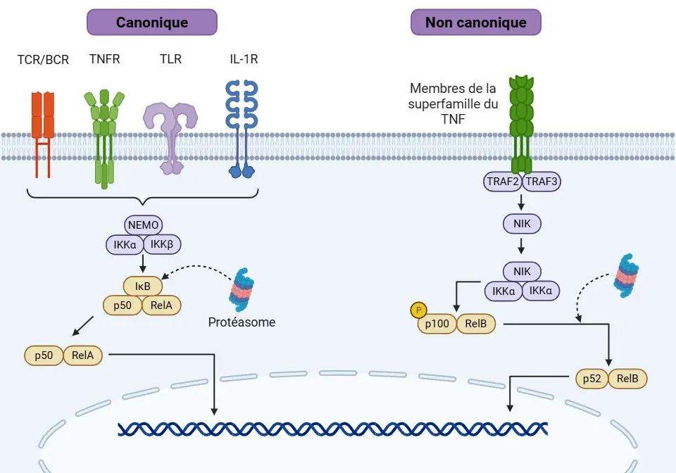 Voies de signalisation NF-κB