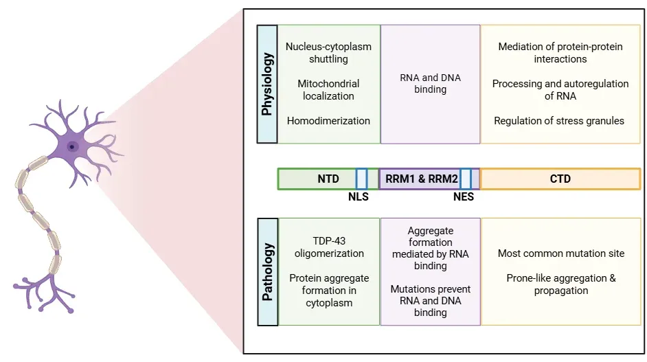 TDP-43の生理的および病理学的役割