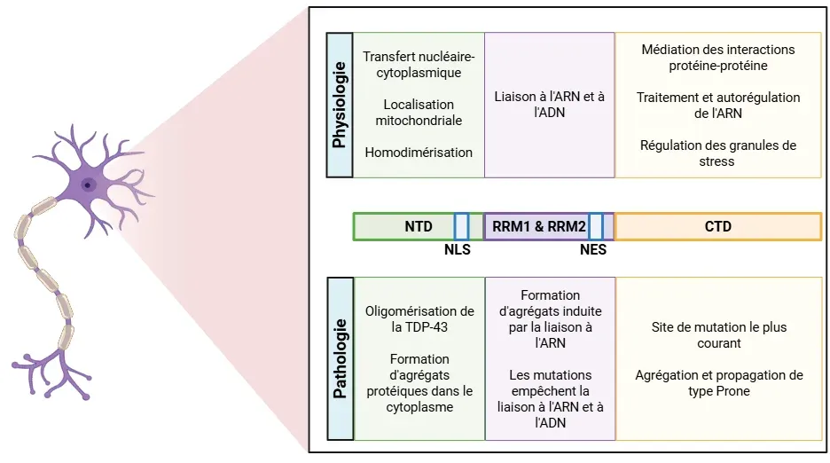 Rôles physiologiques et pathologiques de la TDP-43
