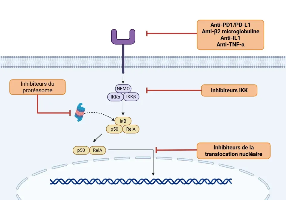 Voie de signalisation NF-κB