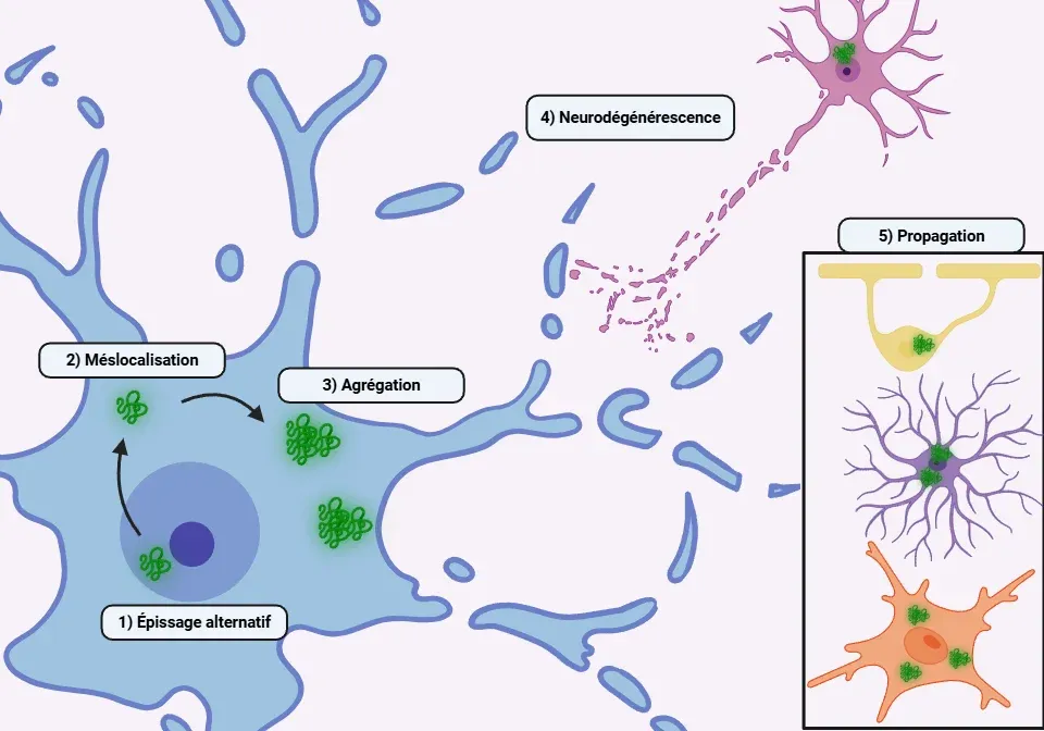 Physiopathologie de la TDP43