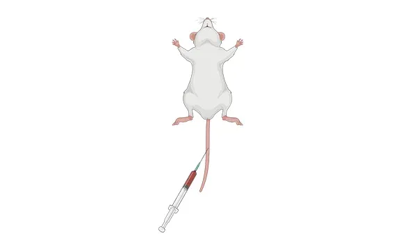 A rodent positioned dorsally (on its back) with a syringe inserted into its tail vein