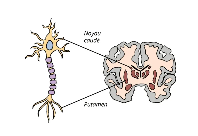 Biomarqueurs Huntington