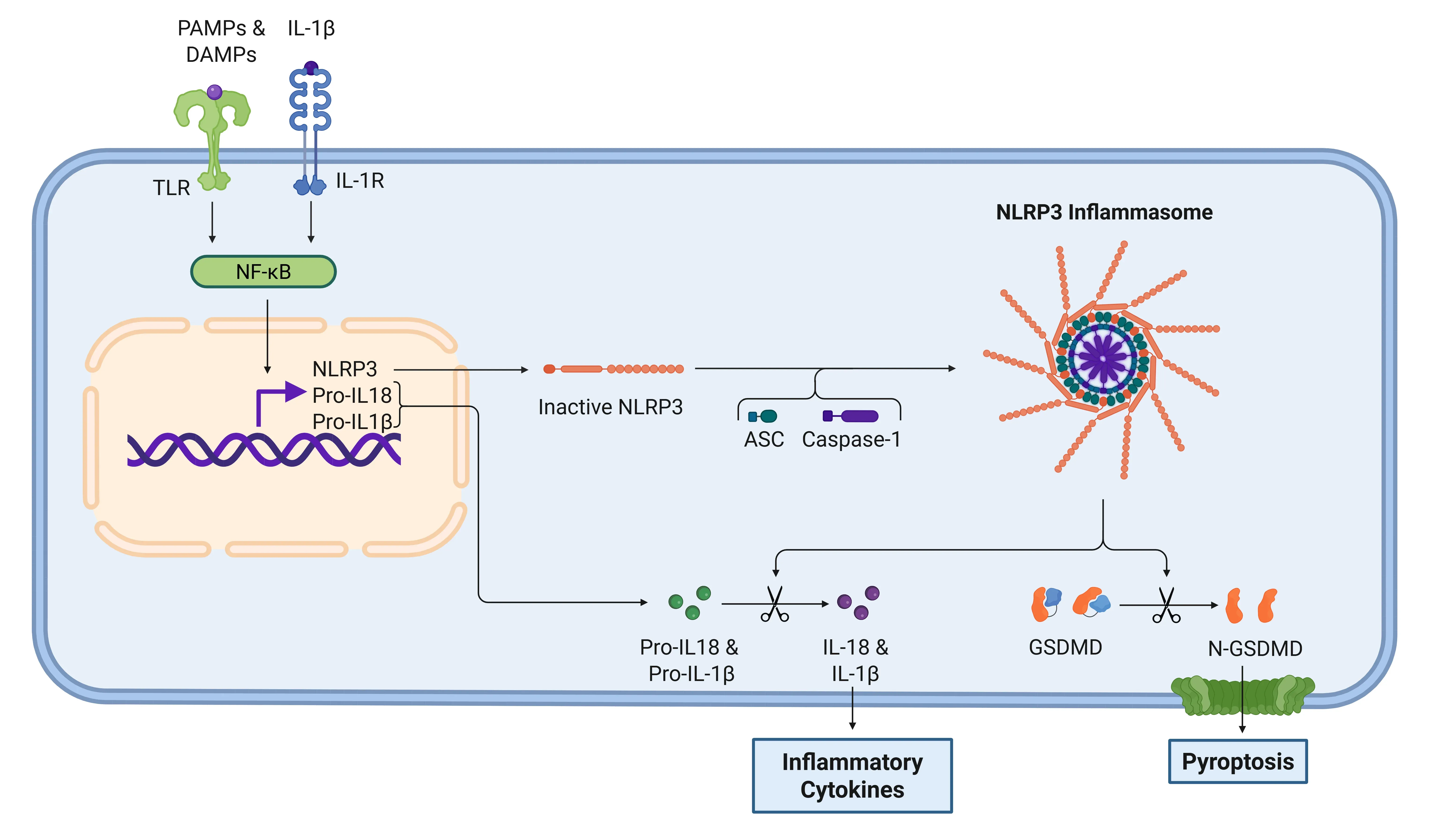 IL-1β signaling cascade via NLRP3 inflammasome