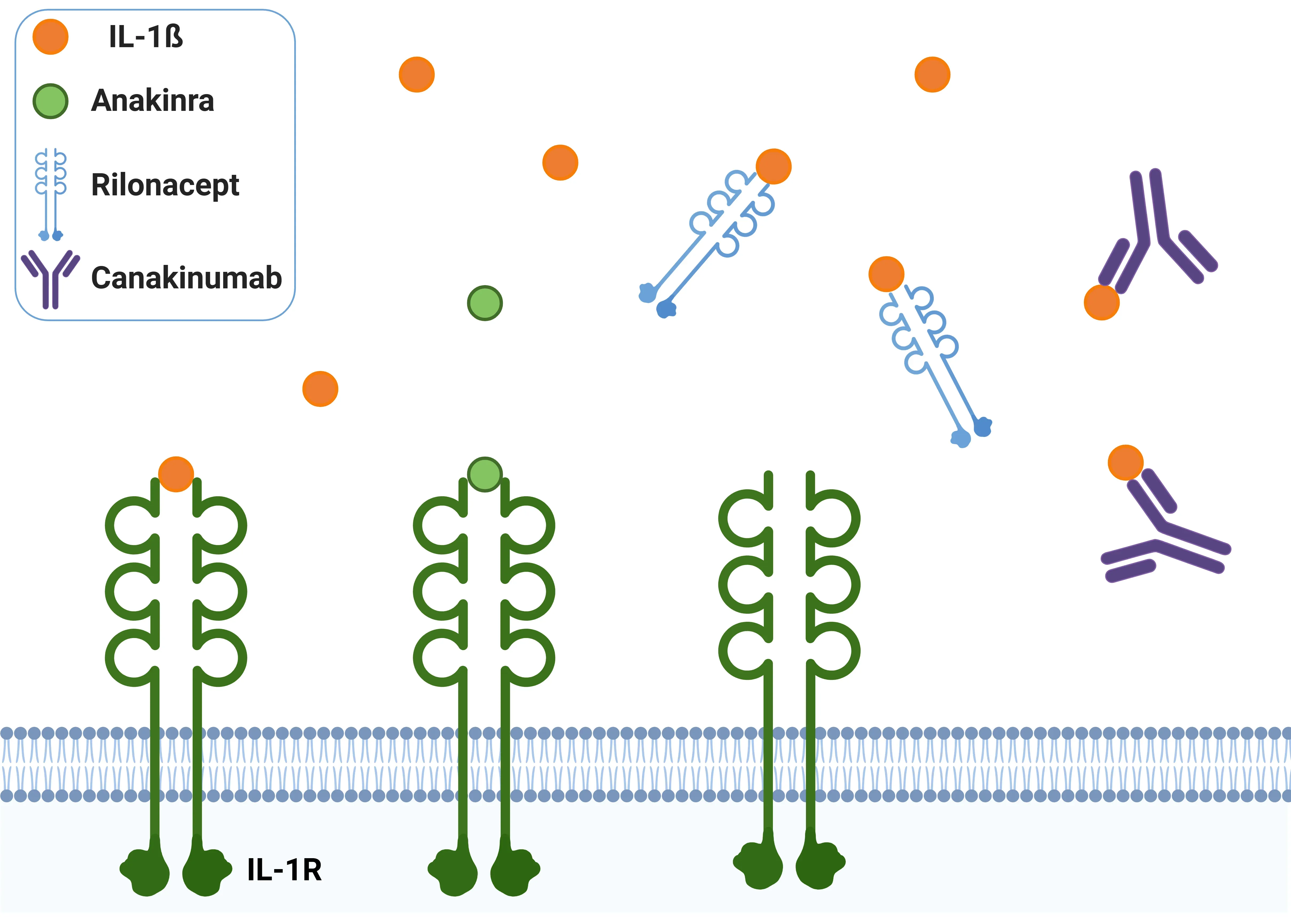 Antagonistes de l'IL-1β.