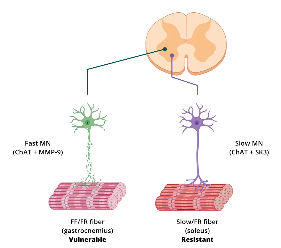 Strategies for labeling spinal motor neurons in animal models