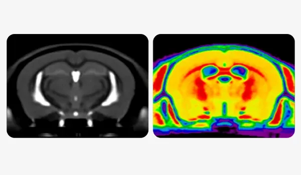 Deux types de résultats d'imagerie in vivo d'un rongeur, couramment utilisés dans la recherche biomédicale