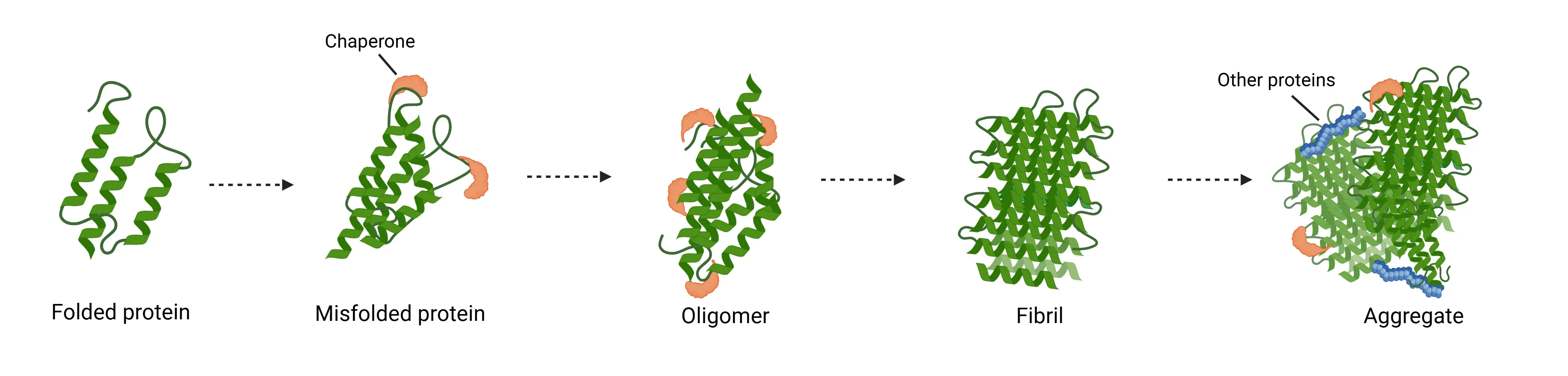 Mechanism of protein aggregation in neurodegenerative diseases