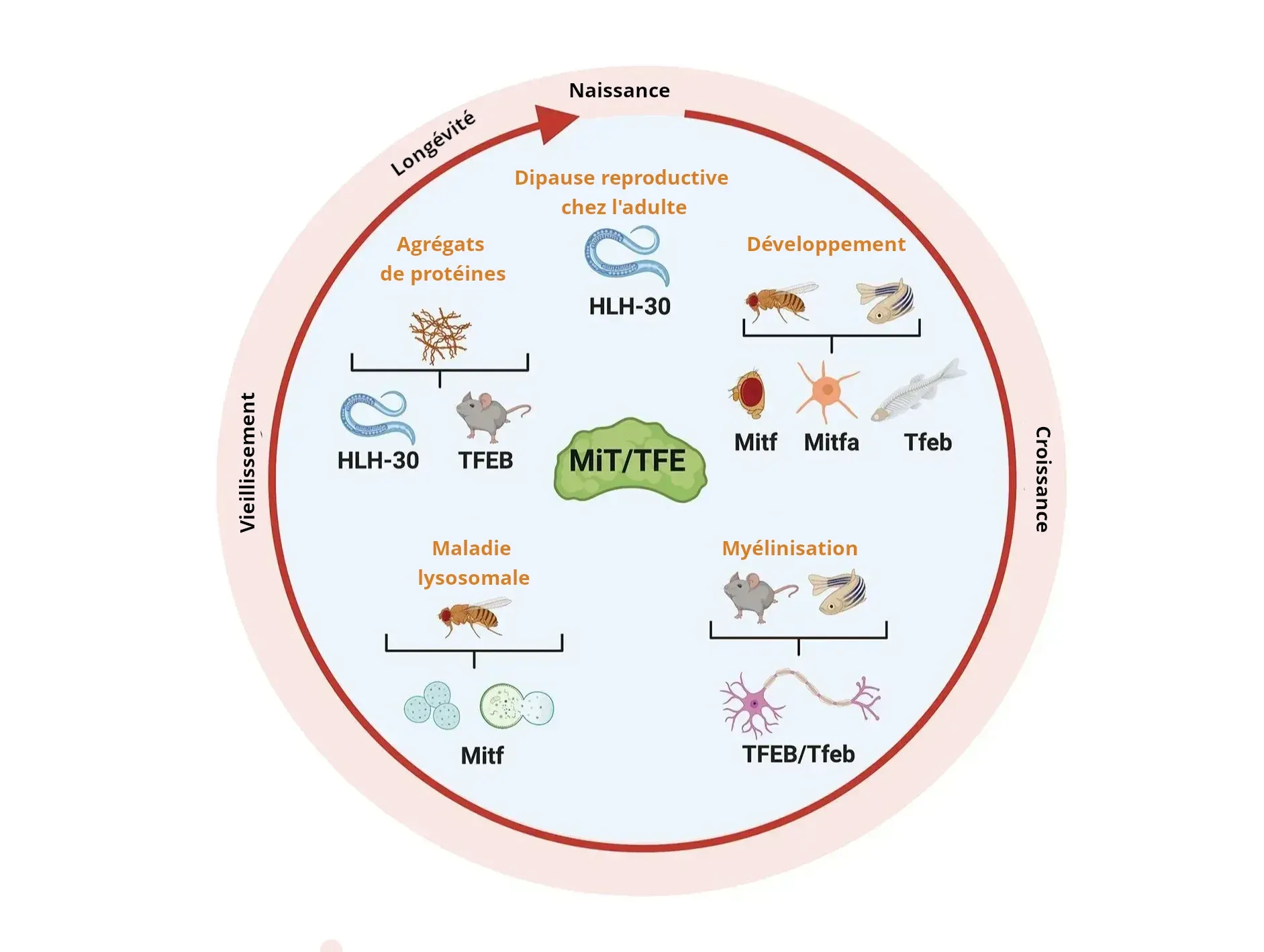 Le rôle de la famille MiT/TFE dans divers processus biologiques