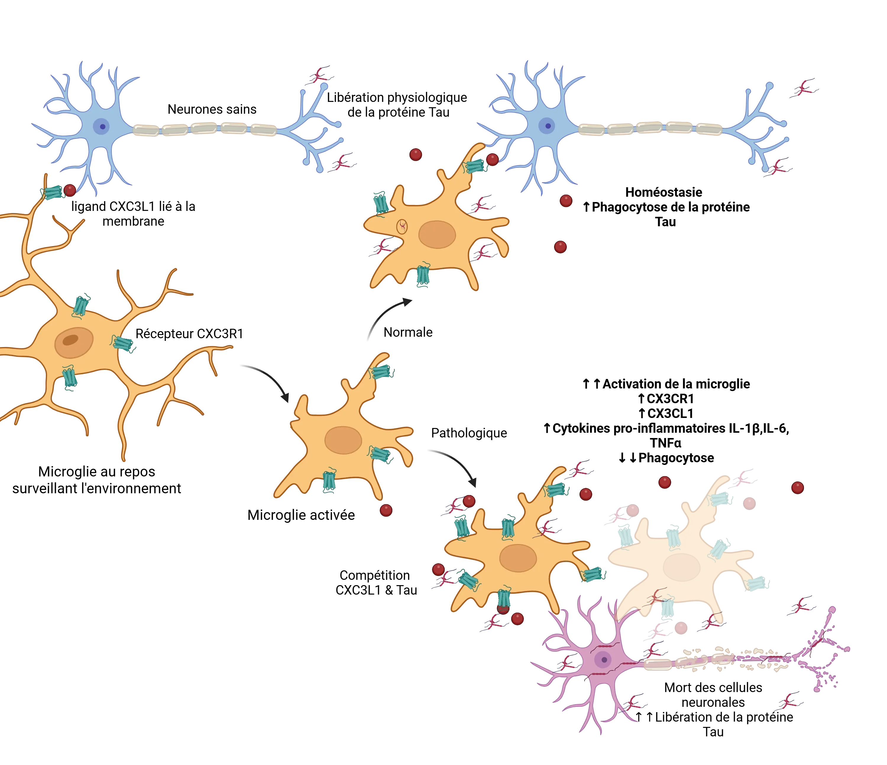 Signaux CXCL1/CXC3R1 dans les microglies