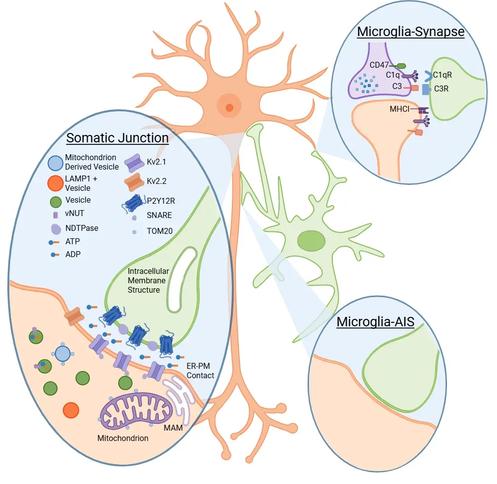 Interactions entre les microglies et les neurones