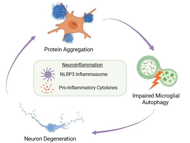 Feedback loop involving microglial autophagy impairment