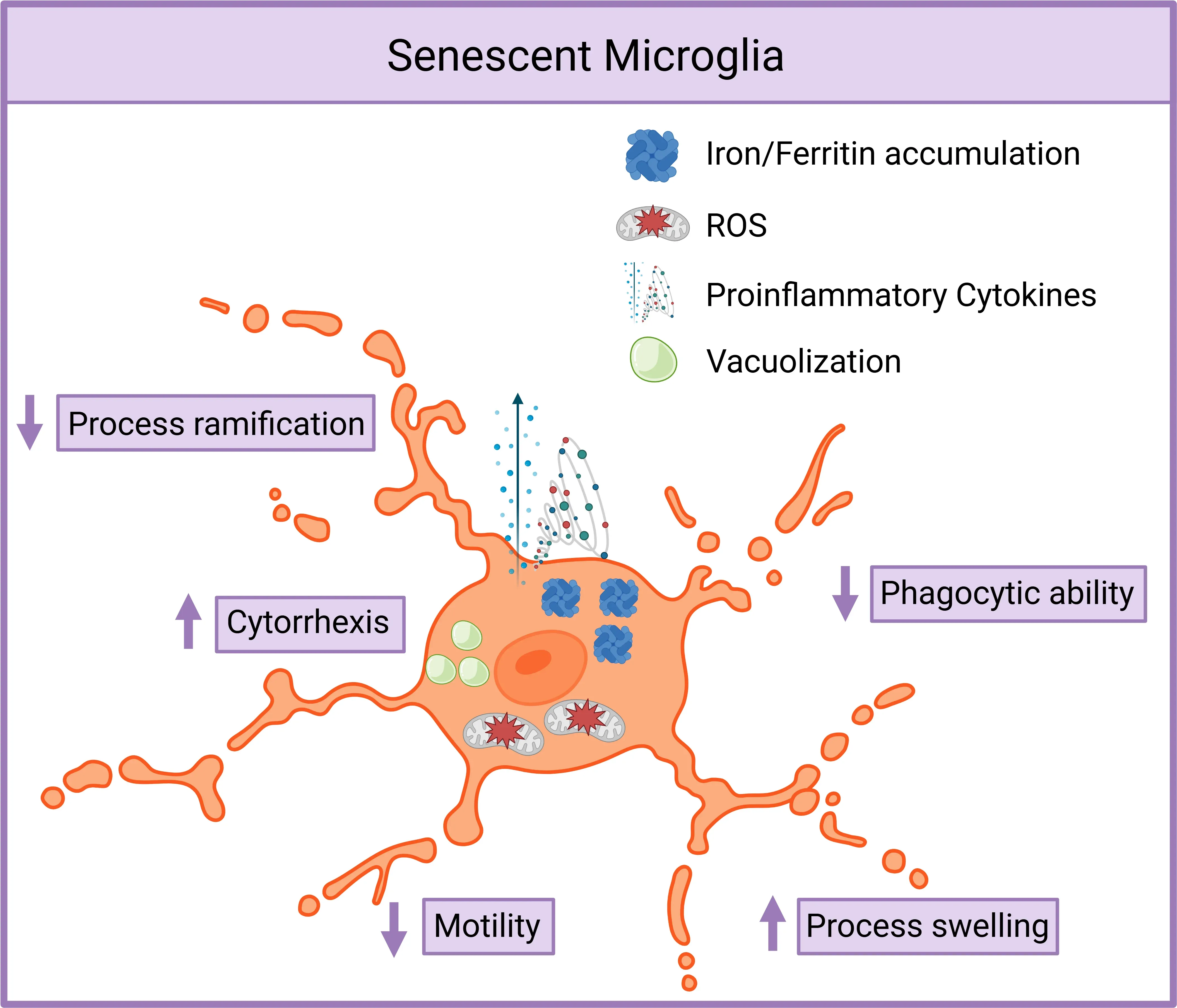 Microglial Senescence and Neurodegenerative Diseases