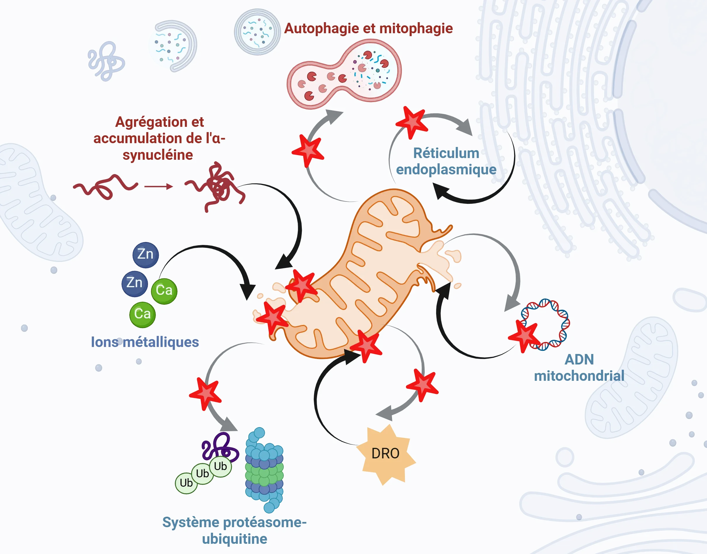 Mécanismes communs de dysfonctionnement mitochondrial