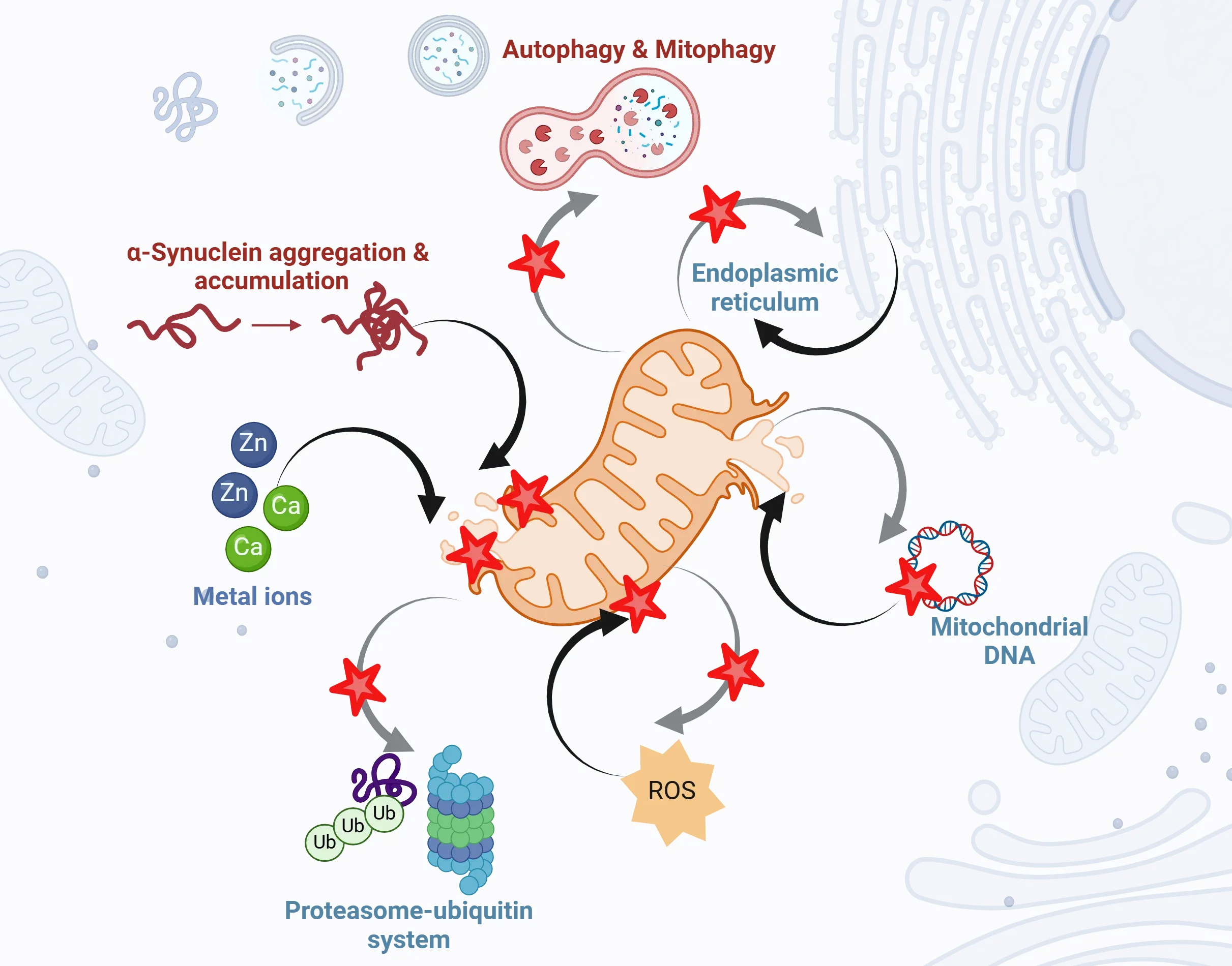 Common mechanisms of mitochondrial dysfunction