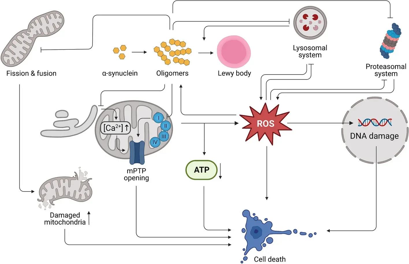 A schematic representation of alpha-synuclein induced cellular dysfunction and death in Parkinson's disease.