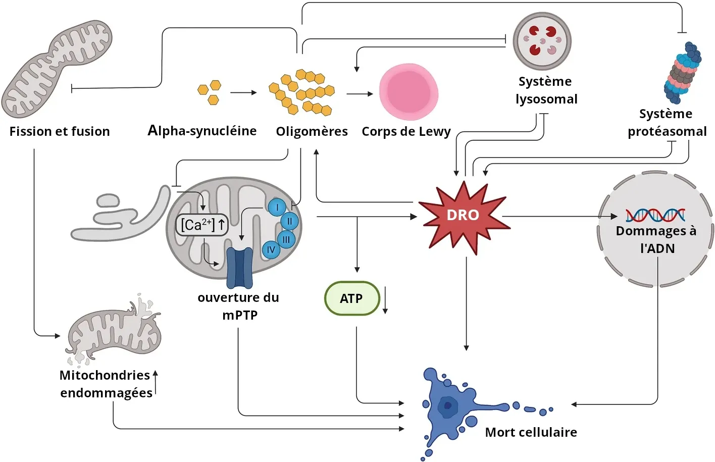 Représentation schématique du dysfonctionnement et de la mort cellulaires induits par l'alpha-synucléine dans la maladie de Parkinson.