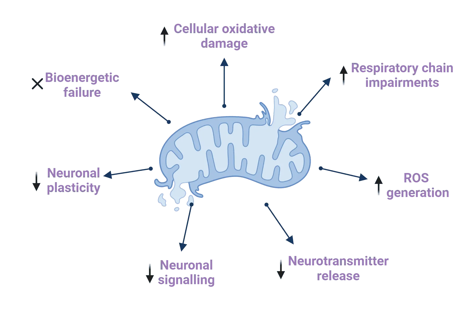 A schematic representation of mitochondrial dysfunction and its consequences.