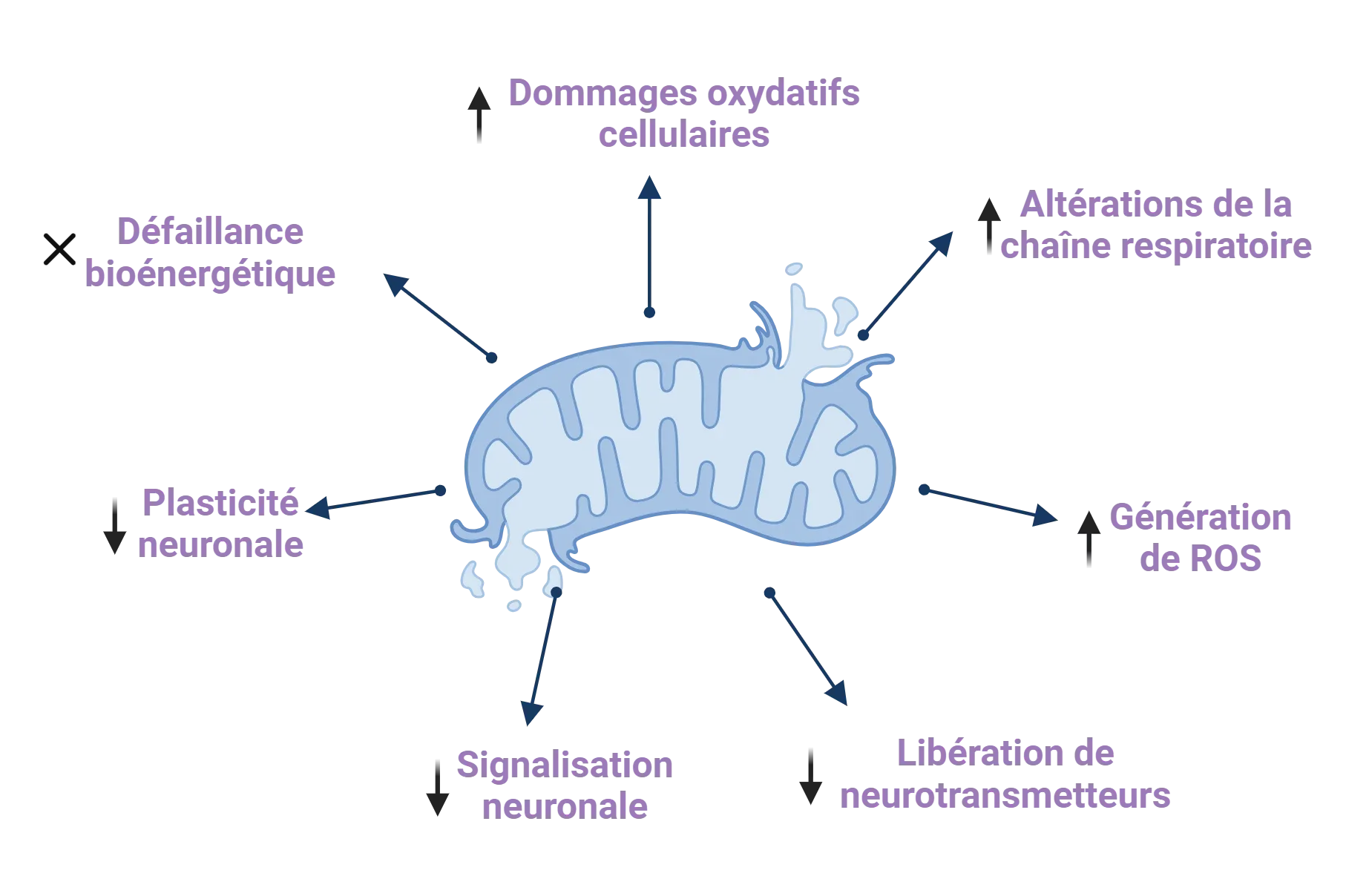 Représentation schématique du dysfonctionnement mitochondrial et de ses conséquences