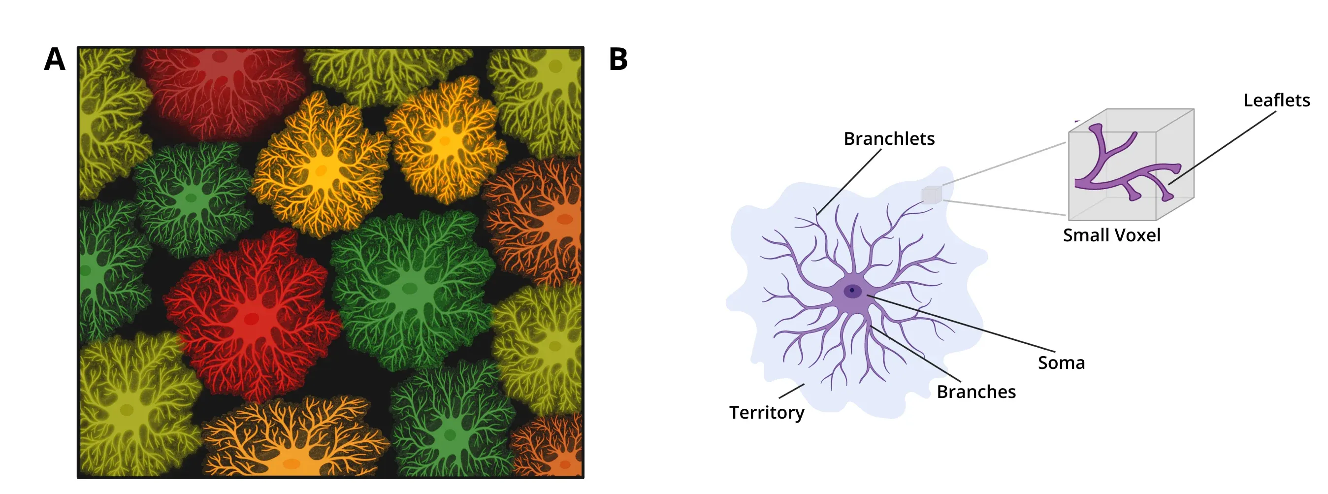 Morphology of astrocytes