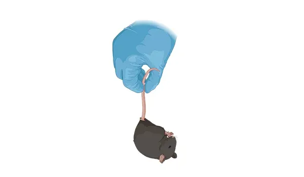 Une souris de laboratoire, à l'intérieur d'un dispositif expérimental pour le test de la fonction motrice - suspension de la queue.