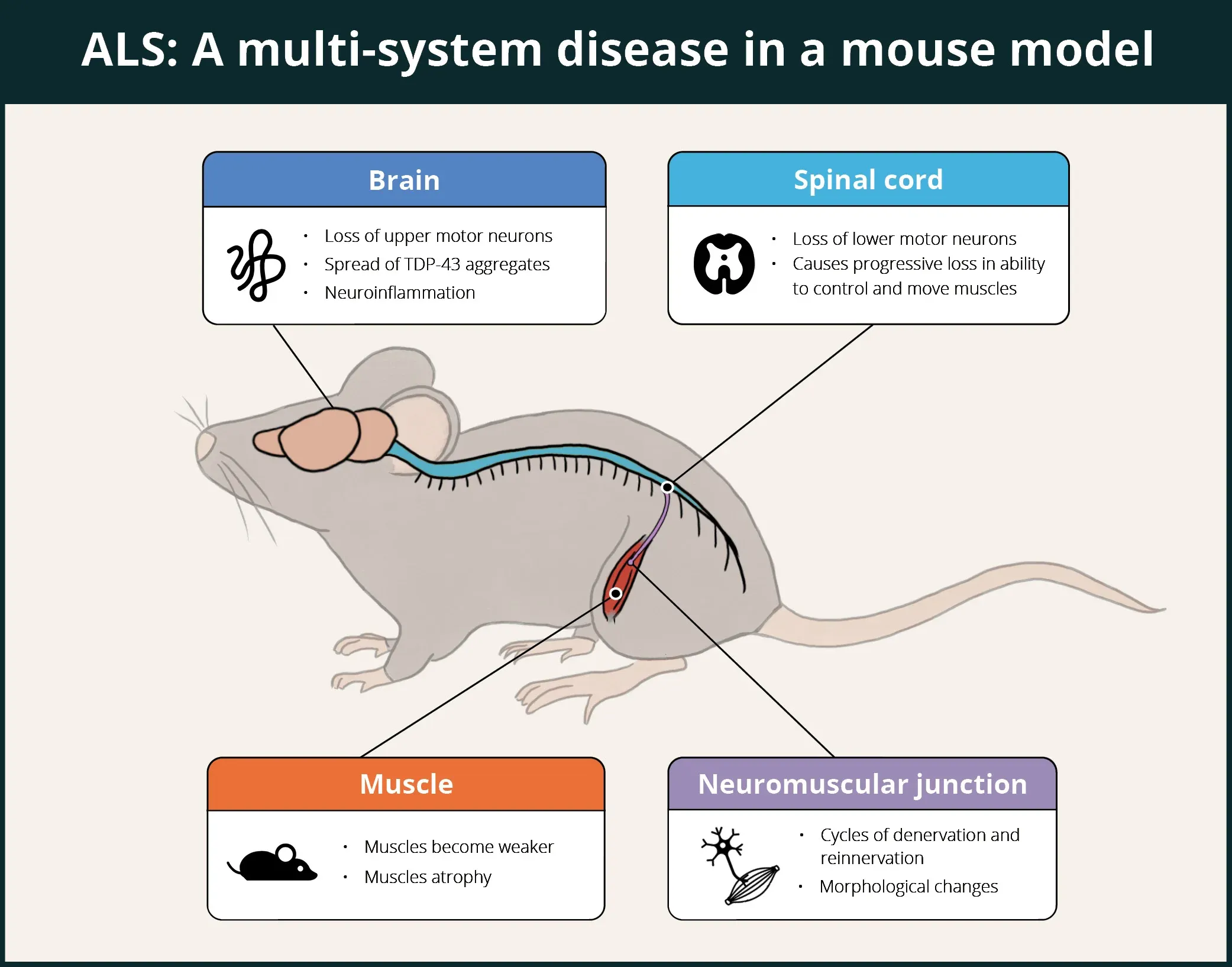 TDP-43 ΔNLS (rNLS8) Mice for ALS Drug Development