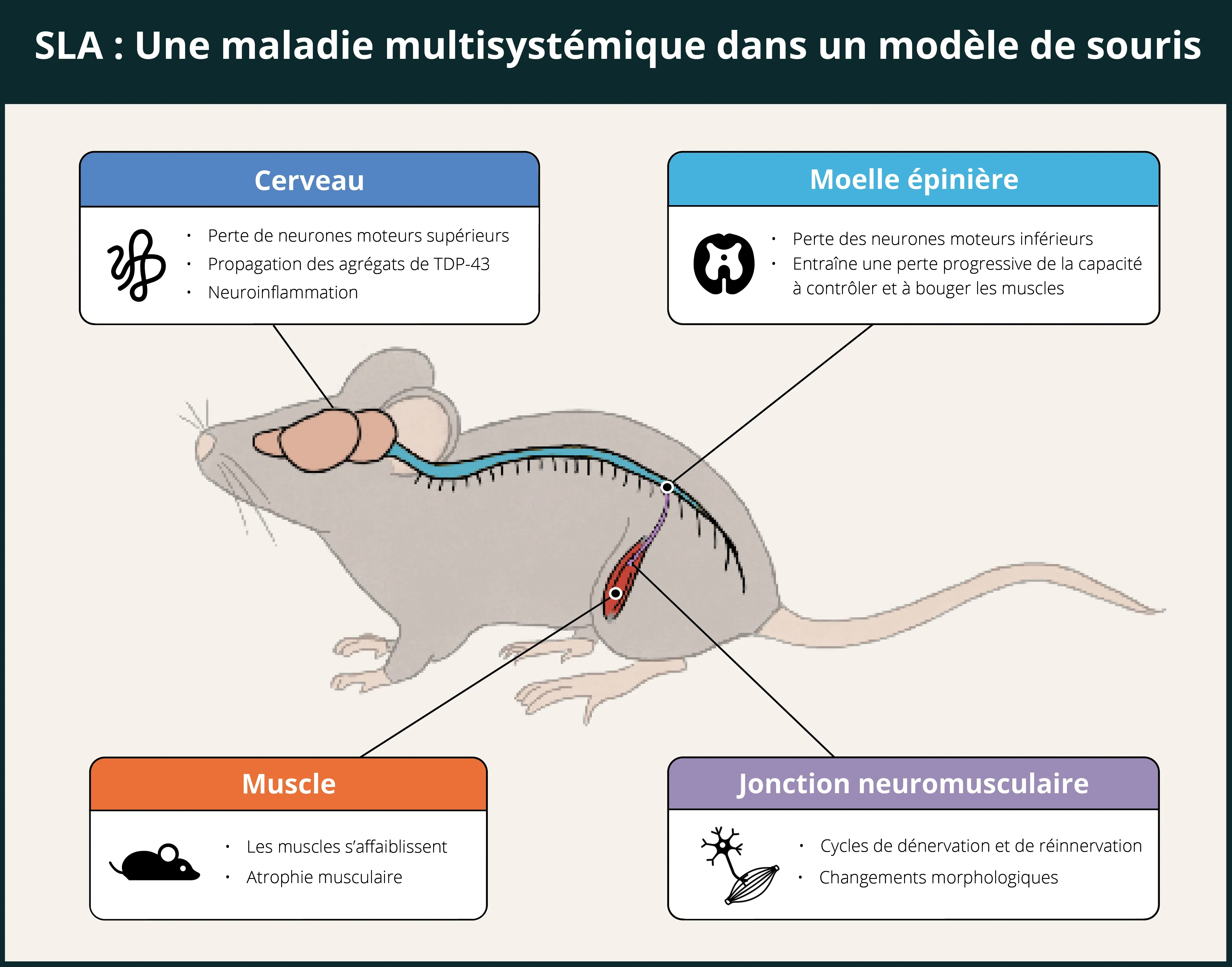 Effets multisystémiques de la SLA dans un modèle de souris