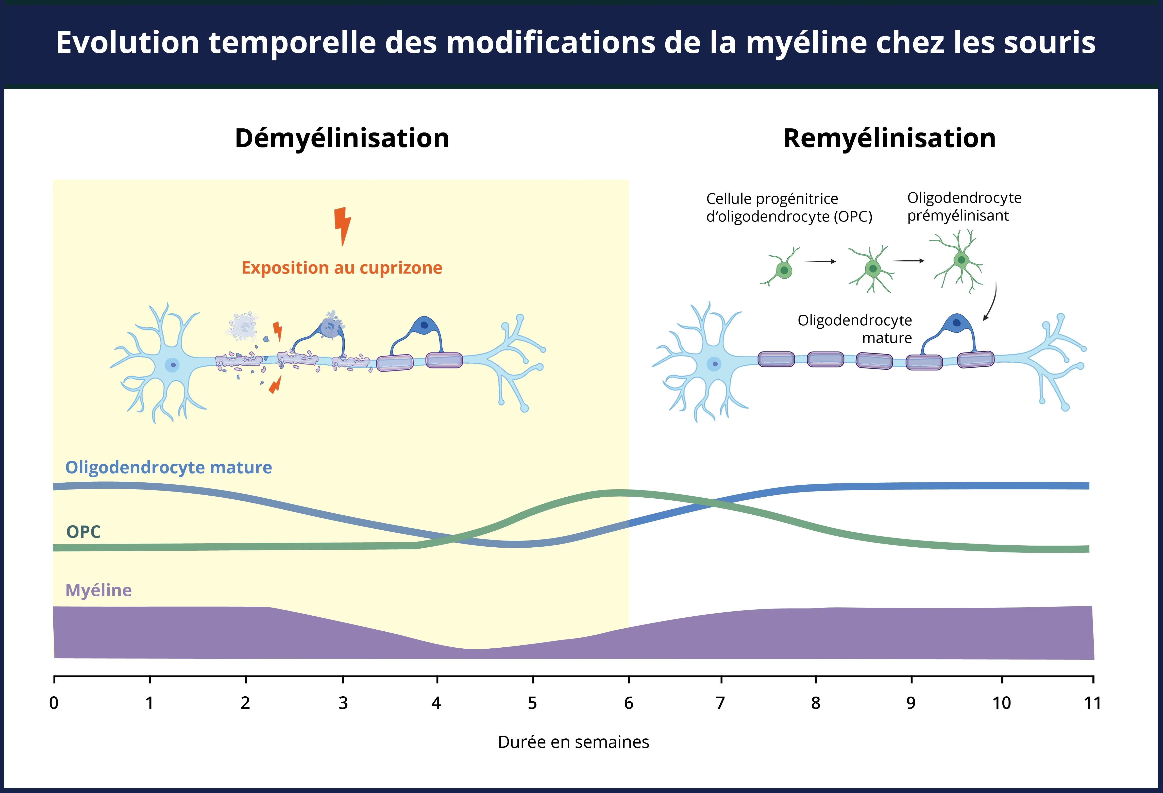 Chronologie de la démyélinisation et de la remyélinisation pour le modèle cuprizone