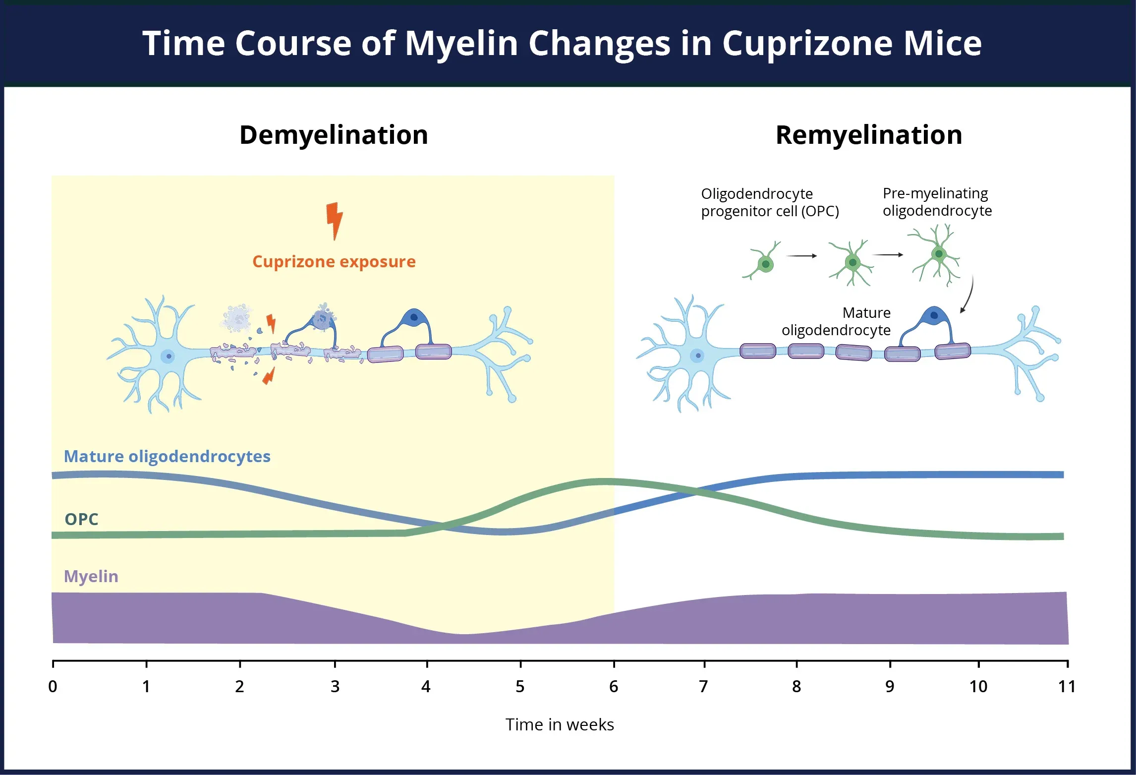 Demyelination and remyelination timeline for the cuprizone model