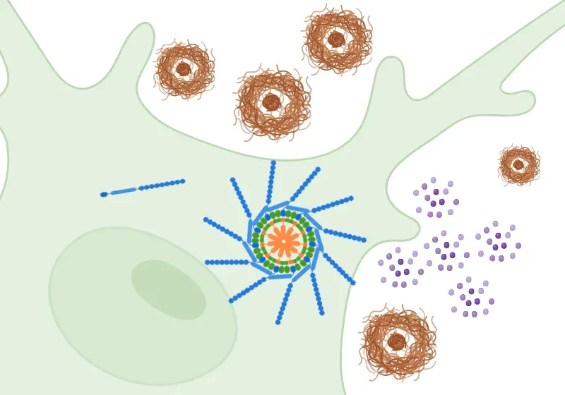 各疾患モデル動物の作製と病態・薬効評価 統合失調症 ｜Scantox｜医薬品開発業務受託機関