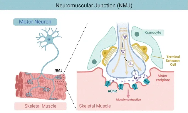 神経筋接合部（NMJ）の形態と筋萎縮性側索硬化症（ALS）モデル