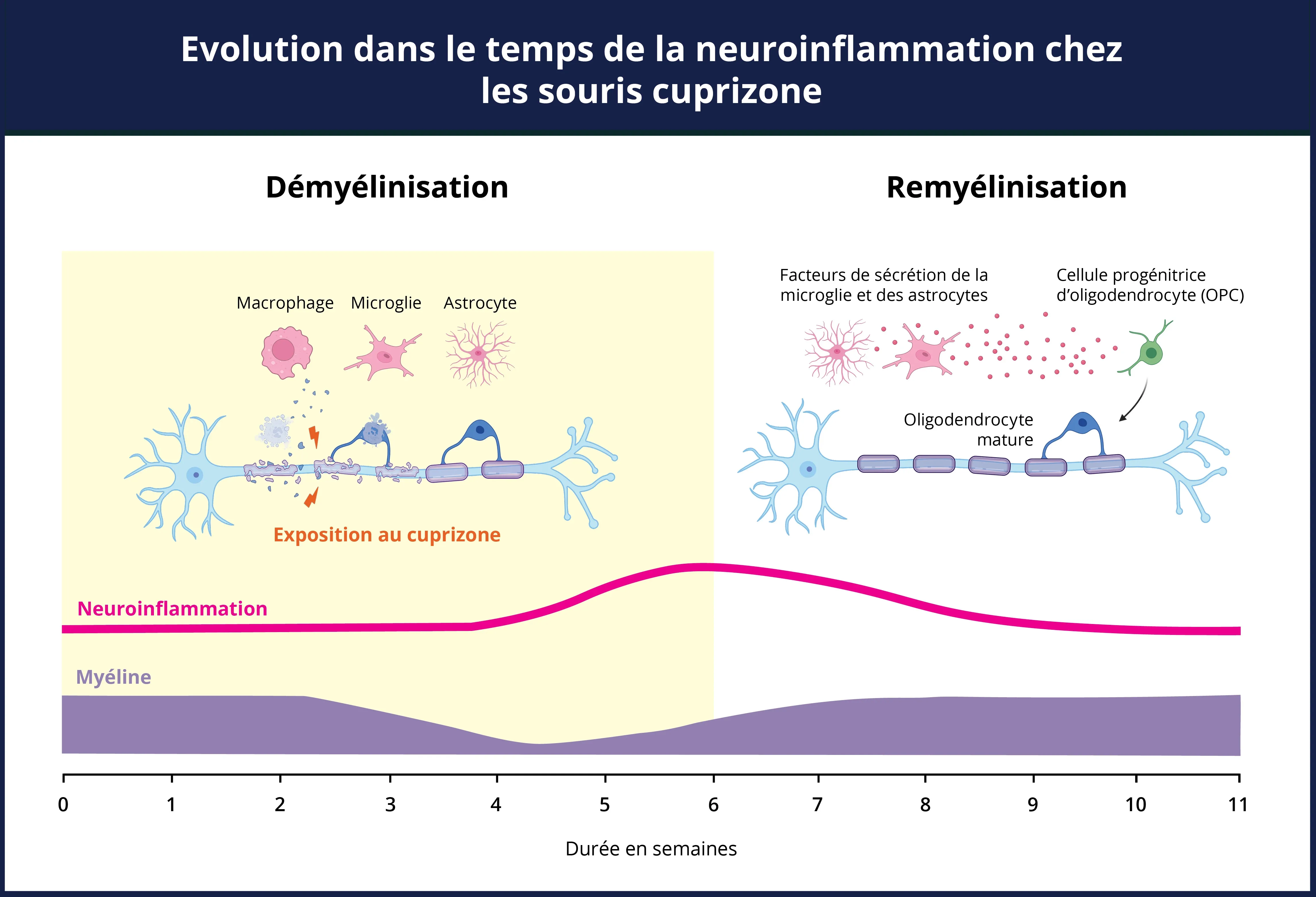 Evolution temporelle de la neuroinflammation pour le modèle cuprizone