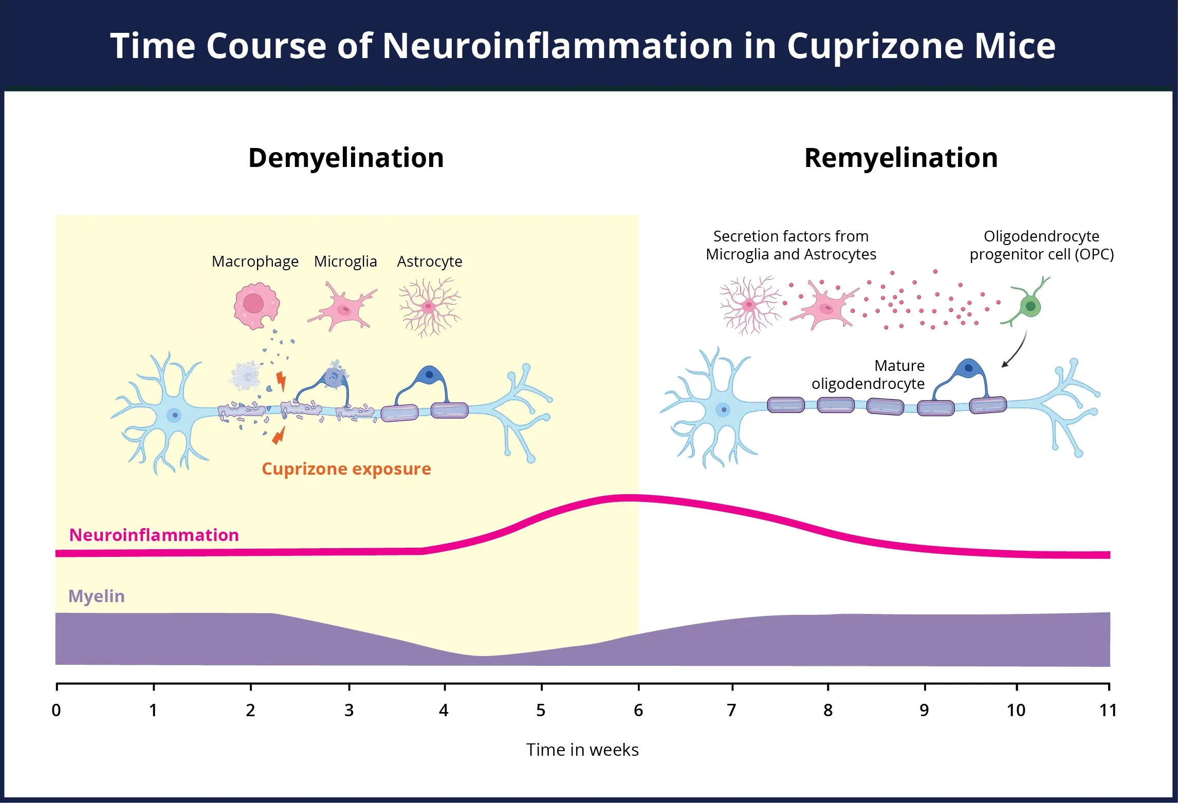 Neuroinflammation time course for the cuprizone model