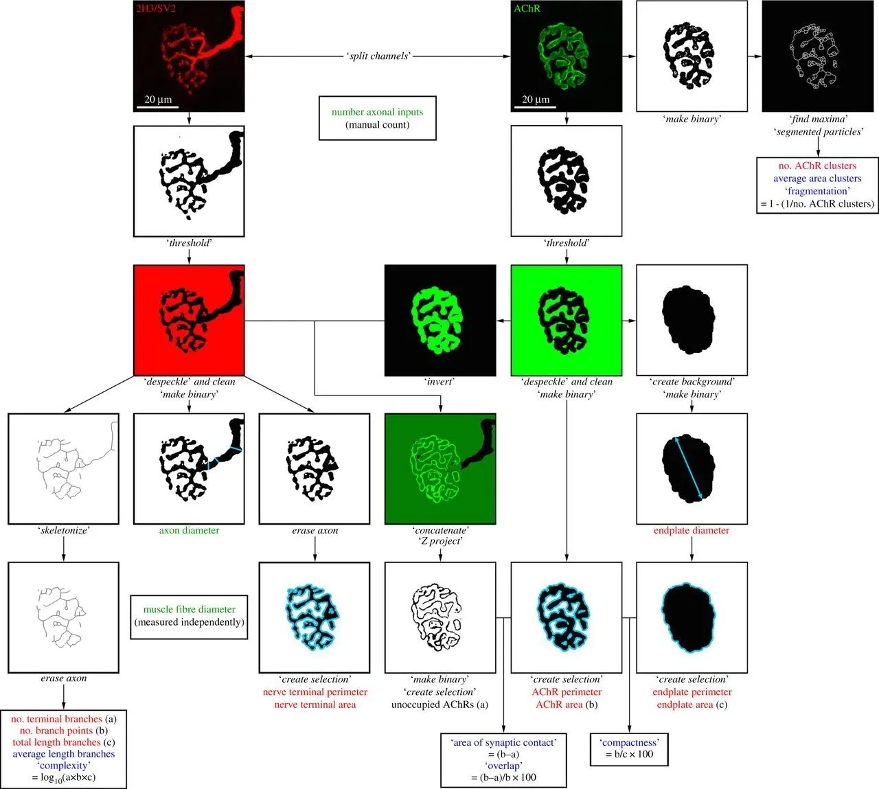 Overview of the NMJ-morph platform