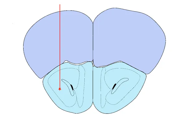 A simplified illustration of a cross-sectional view of a rodent brain - Parkinson's Disease - AON injection site