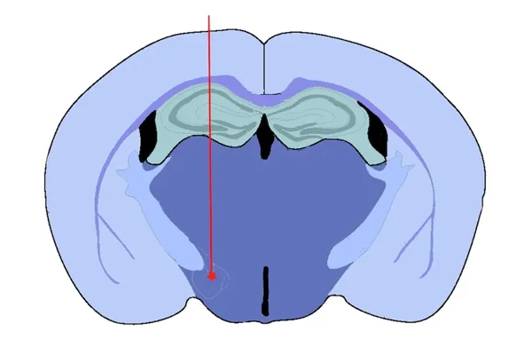 Illustration simplifiée d'une vue en coupe d'un cerveau de rongeur - Maladie de Parkinson - Site d'injection du modèle MFB