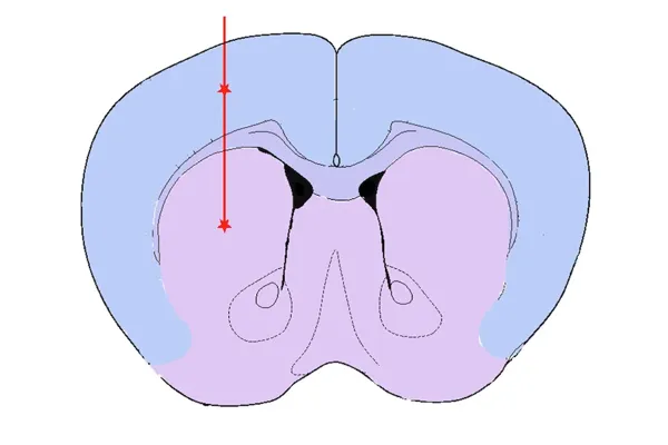 Illustration simplifiée d'une vue en coupe d'un cerveau de rongeur - Maladie de Parkinson - injection de synucléine PFF dans le striatum et le cortex