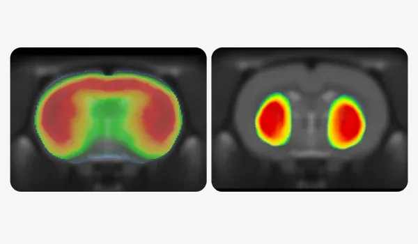 Deux scans d'imagerie in vivo, représentant probablement des techniques d'imagerie optique telles que l'imagerie de fluorescence ou l'imagerie de bioluminescence dans un contexte de recherche biologique.