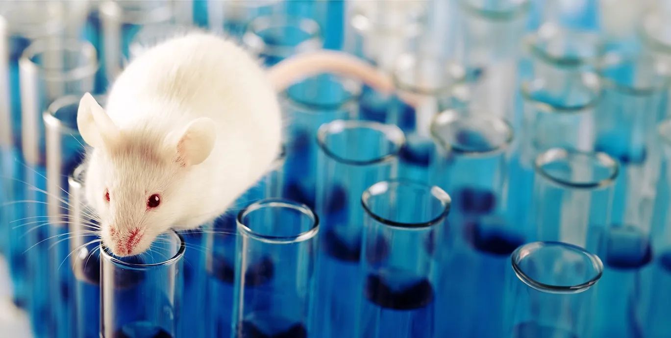 Un rongeur de laboratoire blanc perché sur le bord d'un récipient en verre bleu, peut-être un tube à essai ou un bécher.