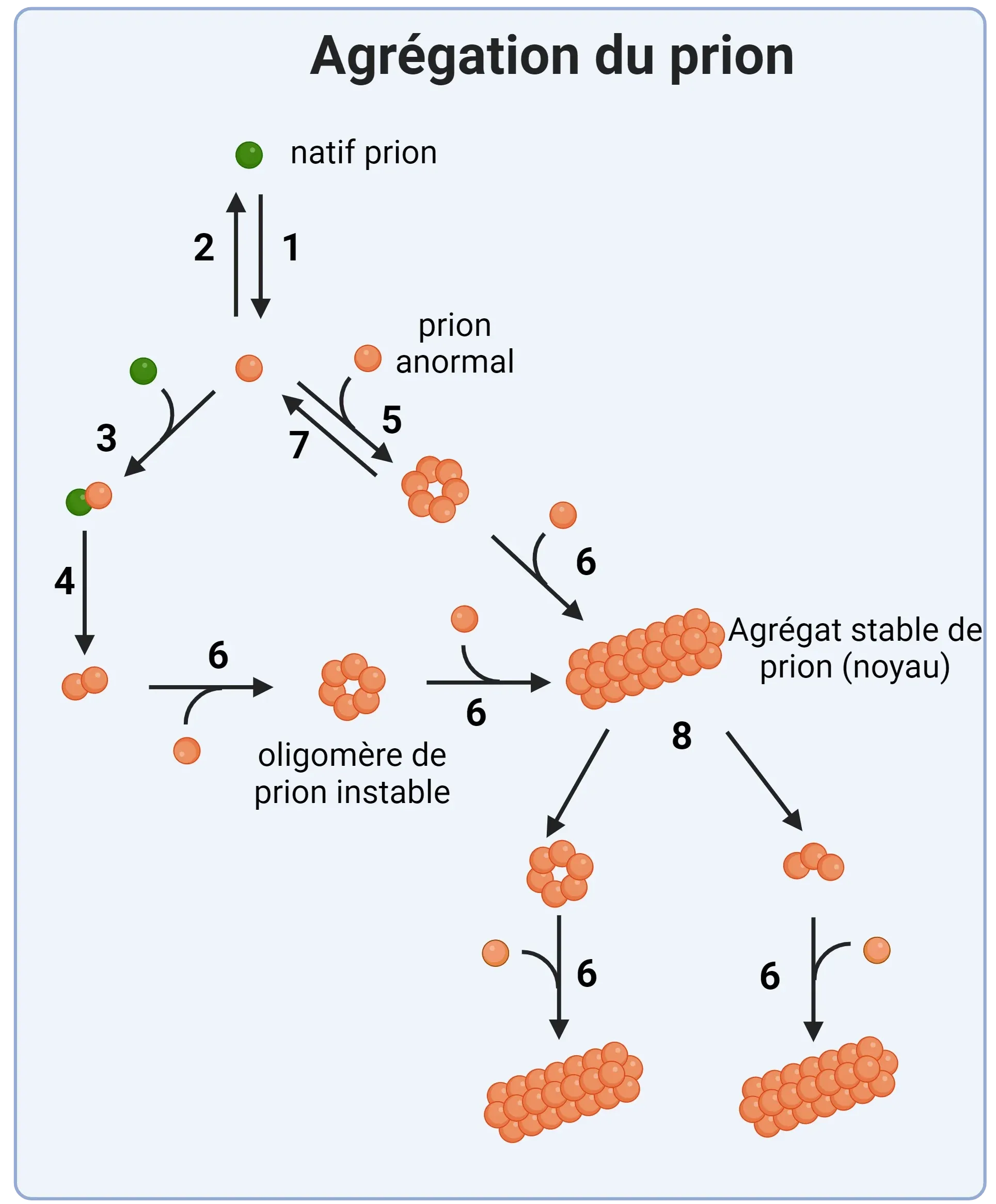 Agrégation des prions