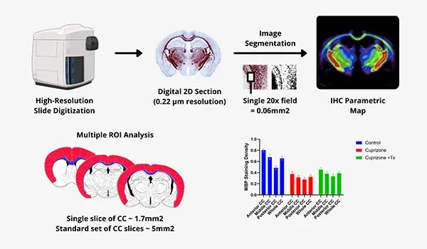 Quantitative Digital Image Analysis Process in preclinical research studies