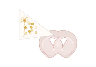 Illustration showing NfL levels in CSF of the mouse brain