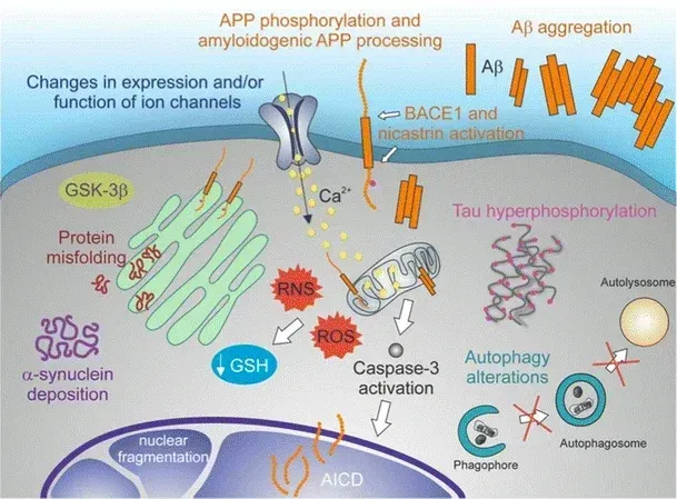 A schematic representation of neurodegenerative changes in the CNS.