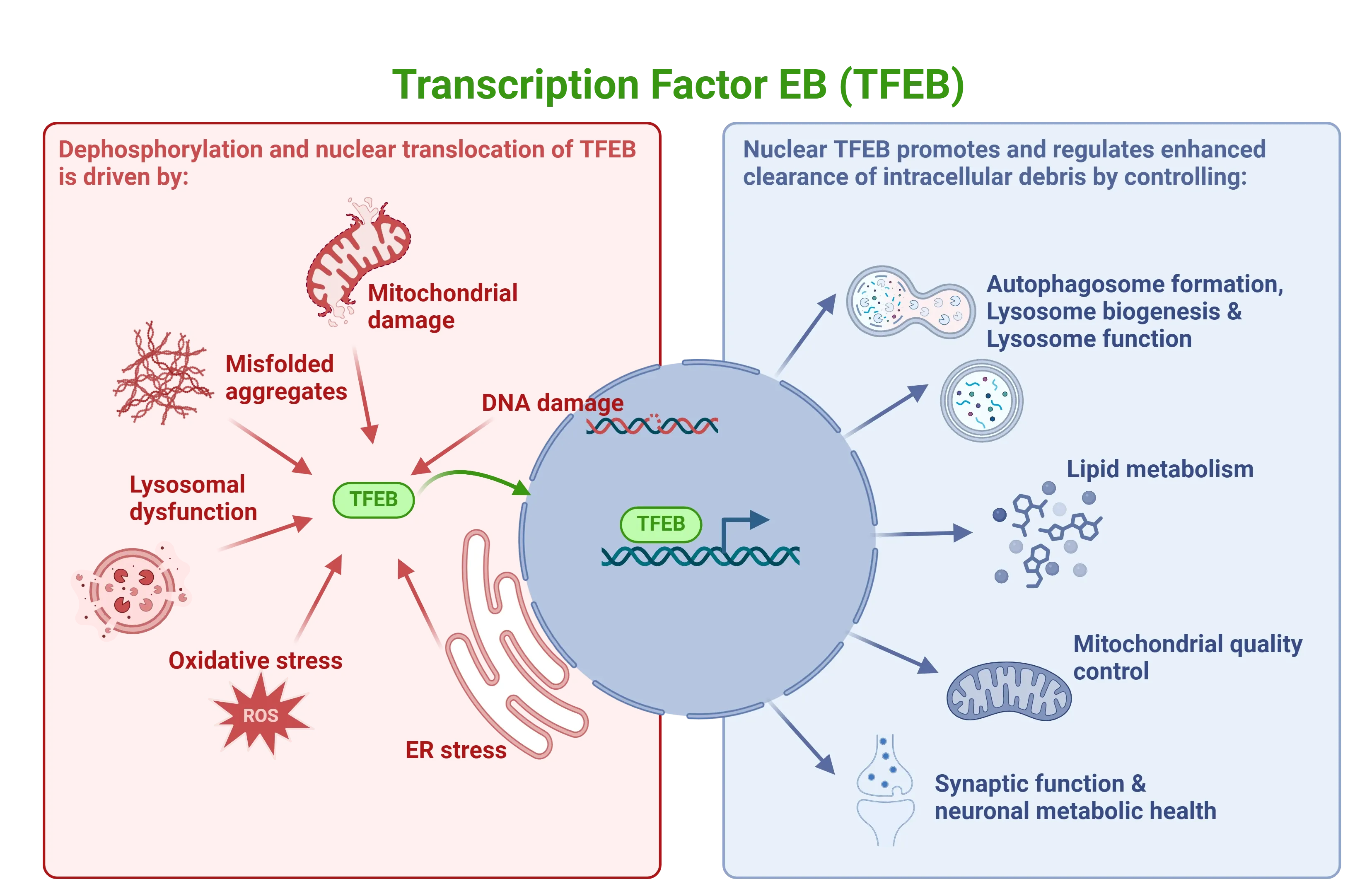 The role of TFEB and the conditions for its activation.